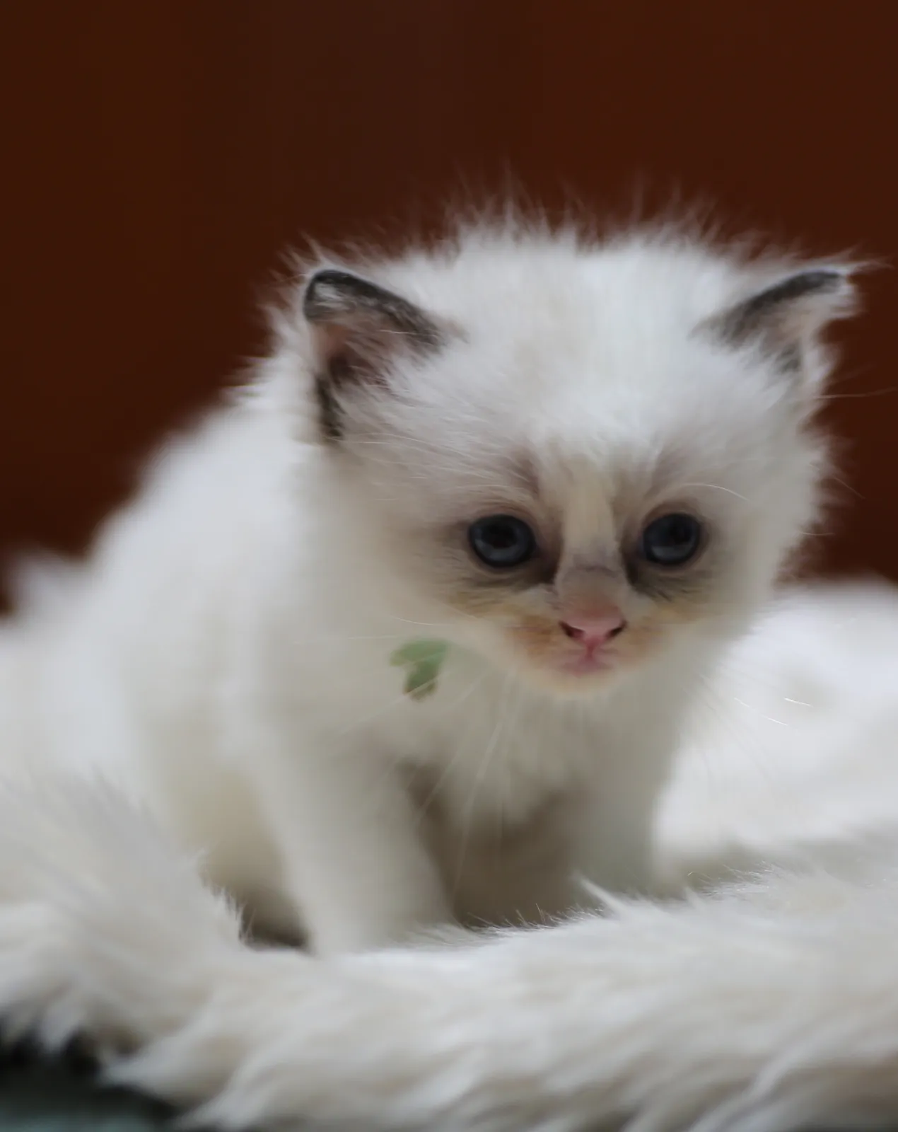 Arwen, seal bicolor Ragdoll kitten