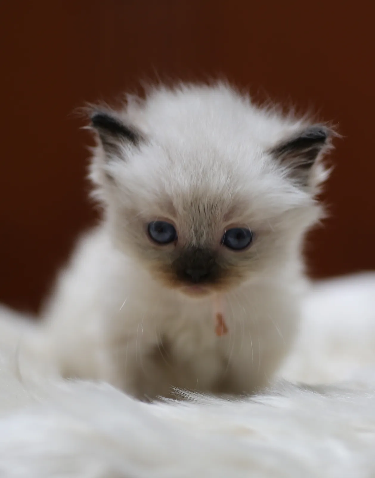 Celine, seal point Ragdoll kitten