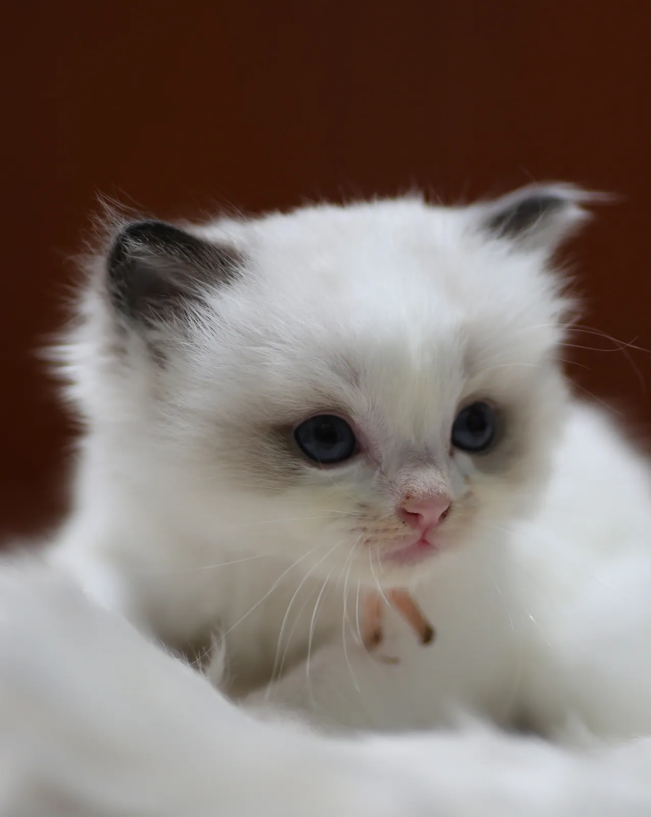 Frodo, Seal Bicolor Ragdoll kitten at Kitten Around Ragdolls in Orangevale, California.