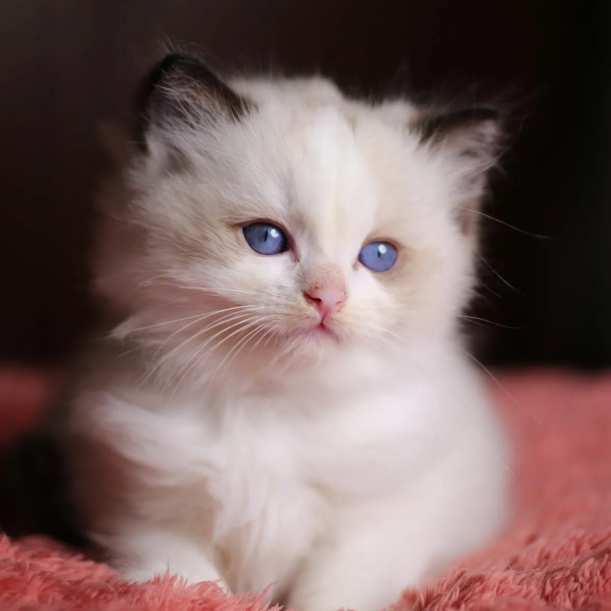 Frodo, Seal Bicolor Ragdoll kitten at Kitten Around Ragdolls in Sacramento, California.