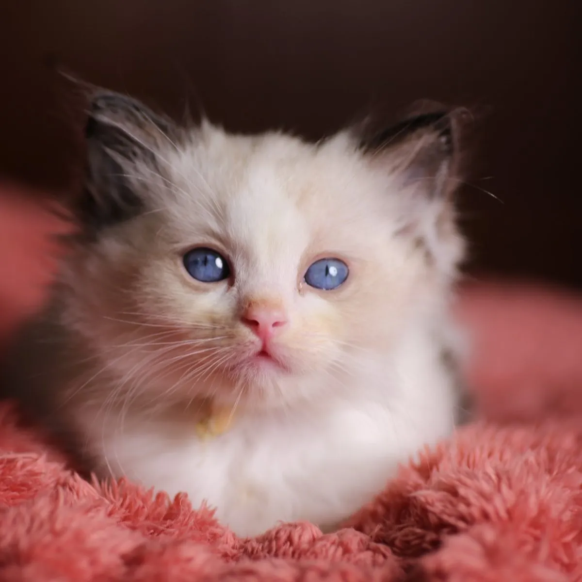 Gimli, Seal Bicolor Ragdoll kitten at Kitten Around Ragdolls in Sacramento, California.