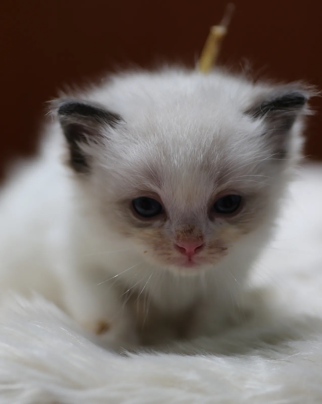 Gimli, Seal Bicolor Ragdoll kitten at Kitten Around Ragdolls in Orangevale, California.