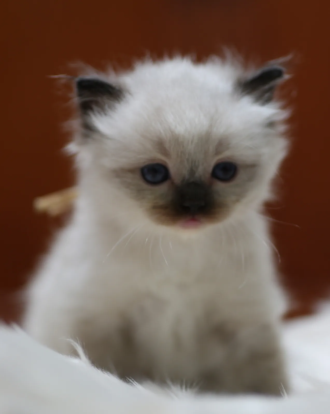 Jinu, seal mitted Ragdoll kitten