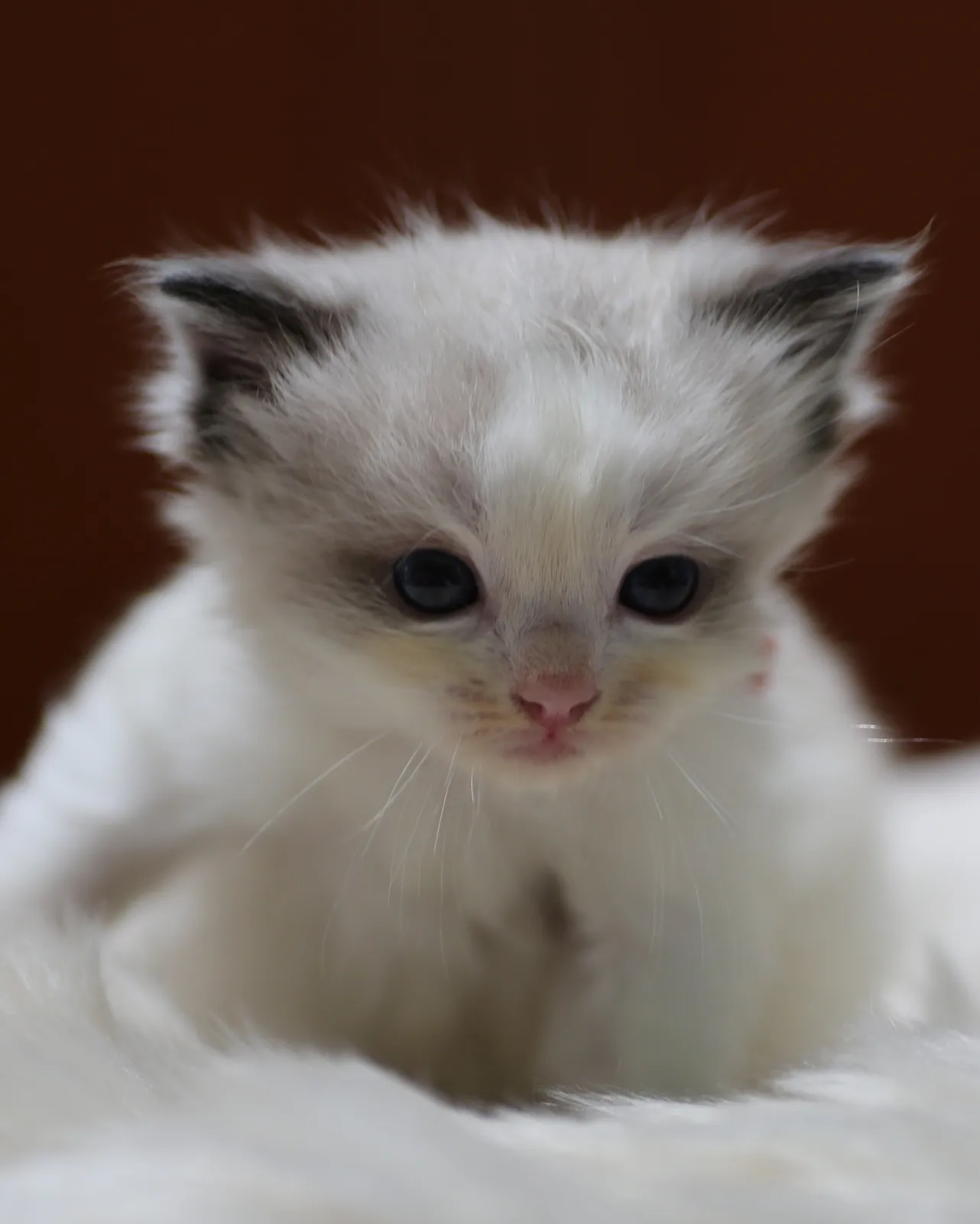 Legolas, Seal Bicolor Ragdoll kitten at Kitten Around Ragdolls in Orangevale, California.