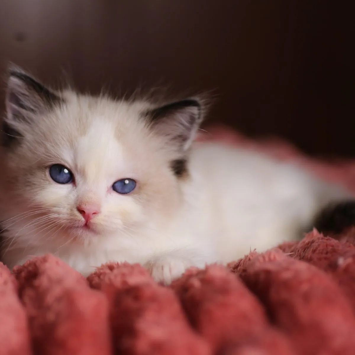 Legolas, Seal Bicolor Ragdoll kitten at Kitten Around Ragdolls in Sacramento, California.