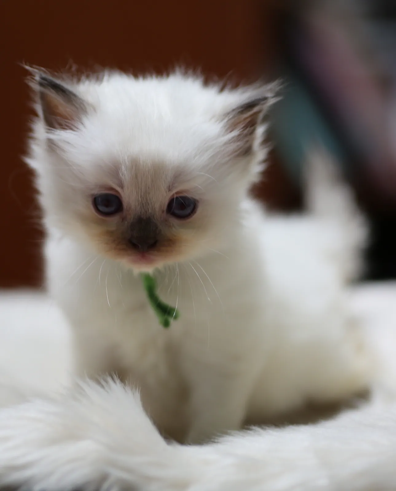 Mira, chocolate point Ragdoll kitten