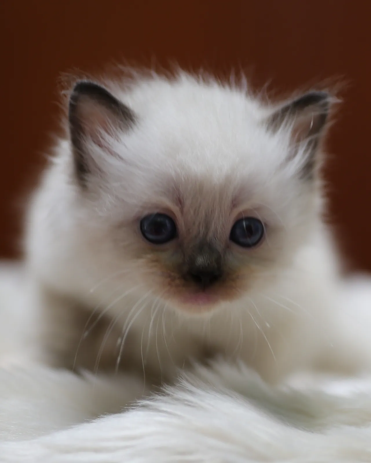 Mystery, seal mitted Ragdoll kitten