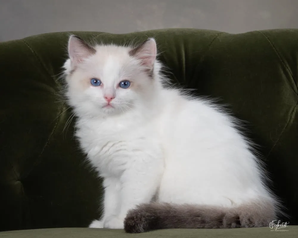 Zuko, Seal Bicolor Ragdoll kitten at Kitten Around Ragdolls in Orangevale, California.