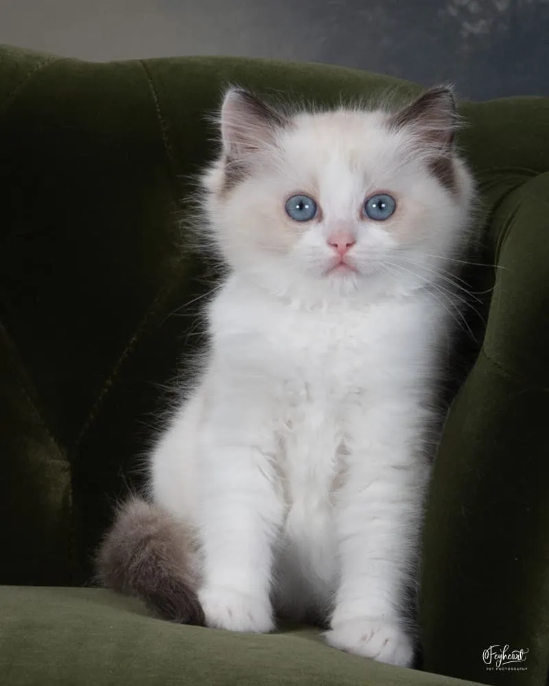 Momo, Seal Bicolor Ragdoll kitten at Kitten Around Ragdolls in Orangevale, California.