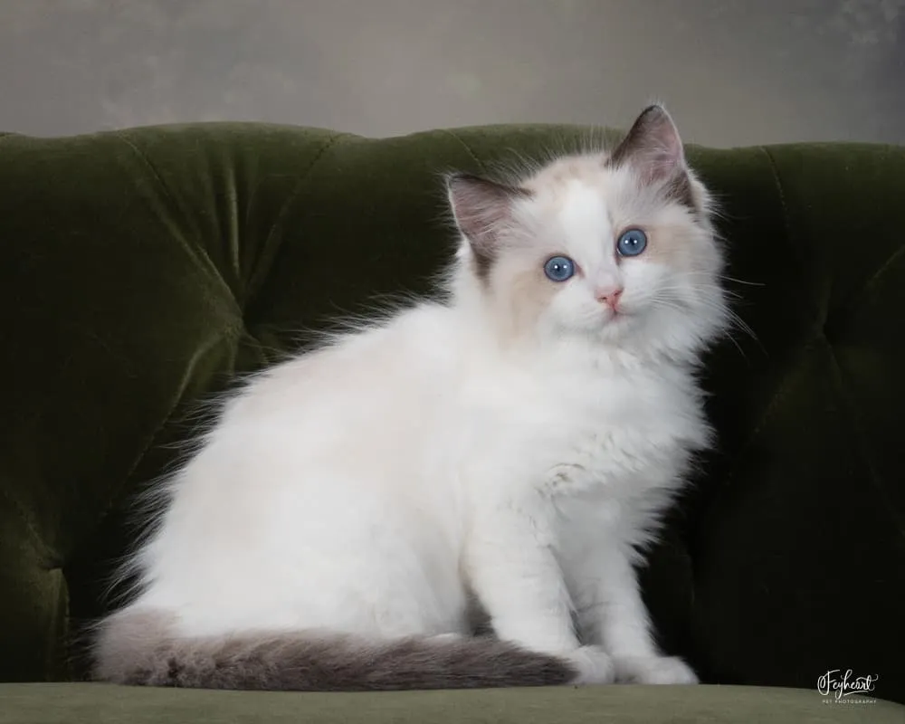 Toph, Seal Bicolor Ragdoll kitten at Kitten Around Ragdolls in Orangevale, California.