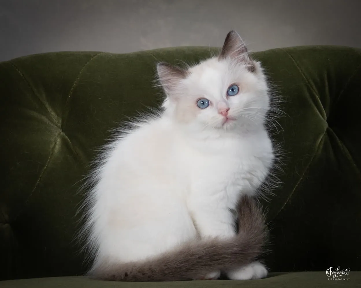 Aang, Seal Bicolor Ragdoll kitten at Kitten Around Ragdolls in Orangevale, California.