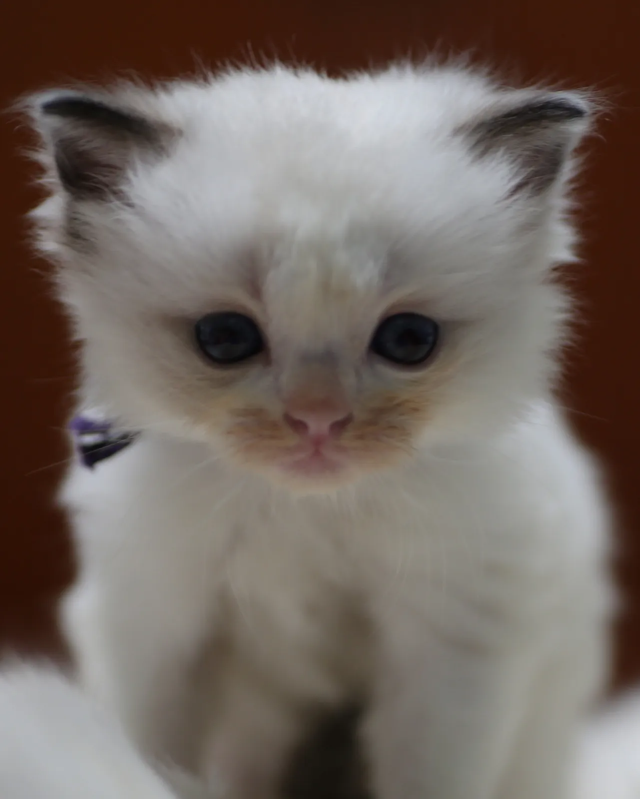 Pippin, Seal Bicolor Ragdoll kitten at Kitten Around Ragdolls in Orangevale, California.