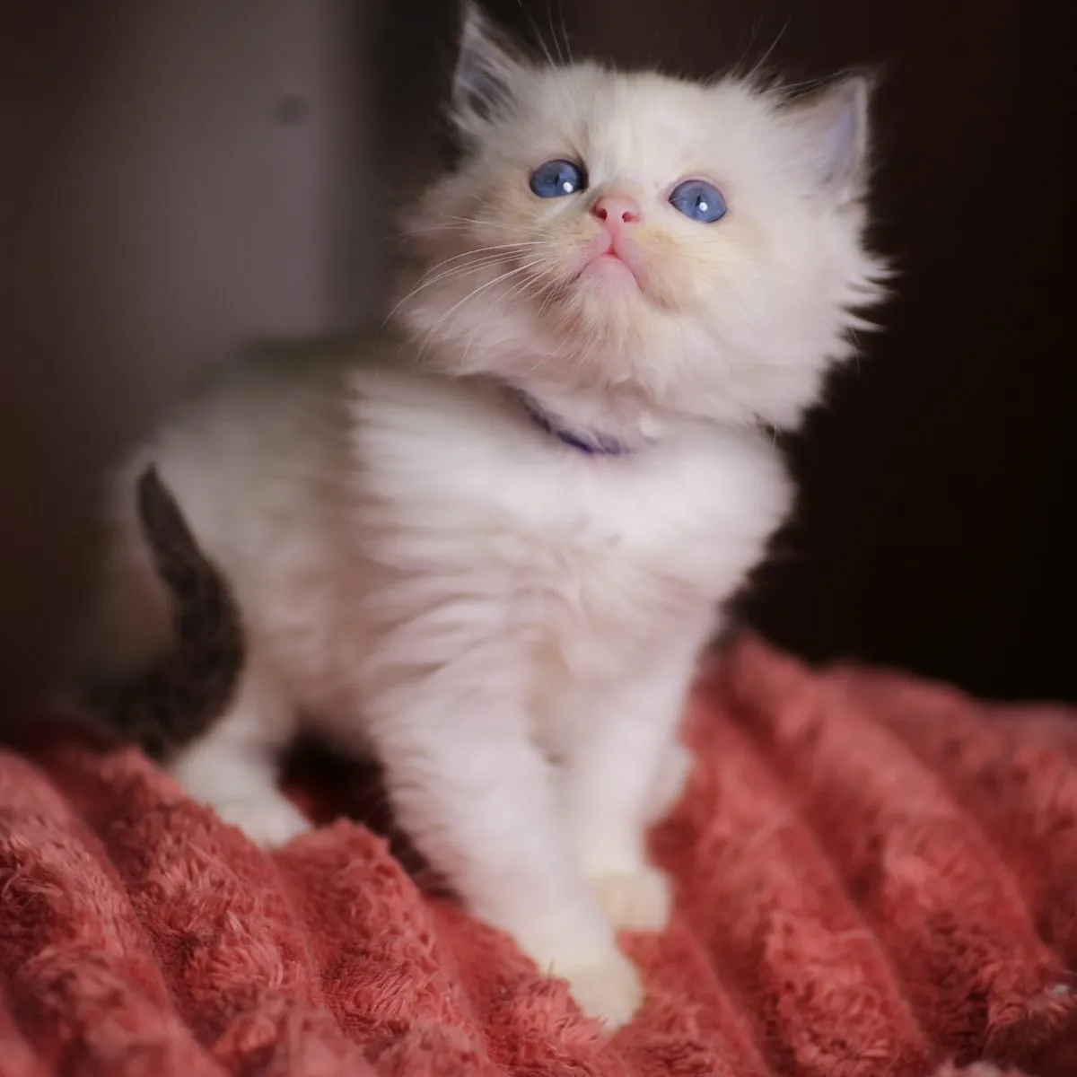 Pippin, Seal Bicolor Ragdoll kitten at Kitten Around Ragdolls in Sacramento, California.