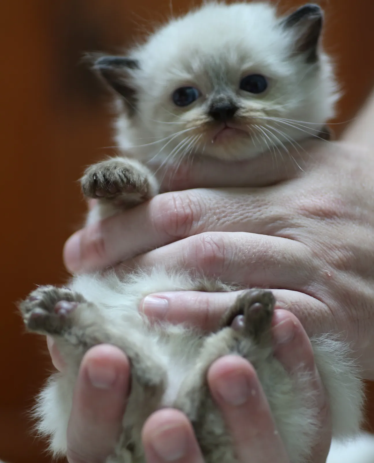 Rumi, seal point Ragdoll kitten