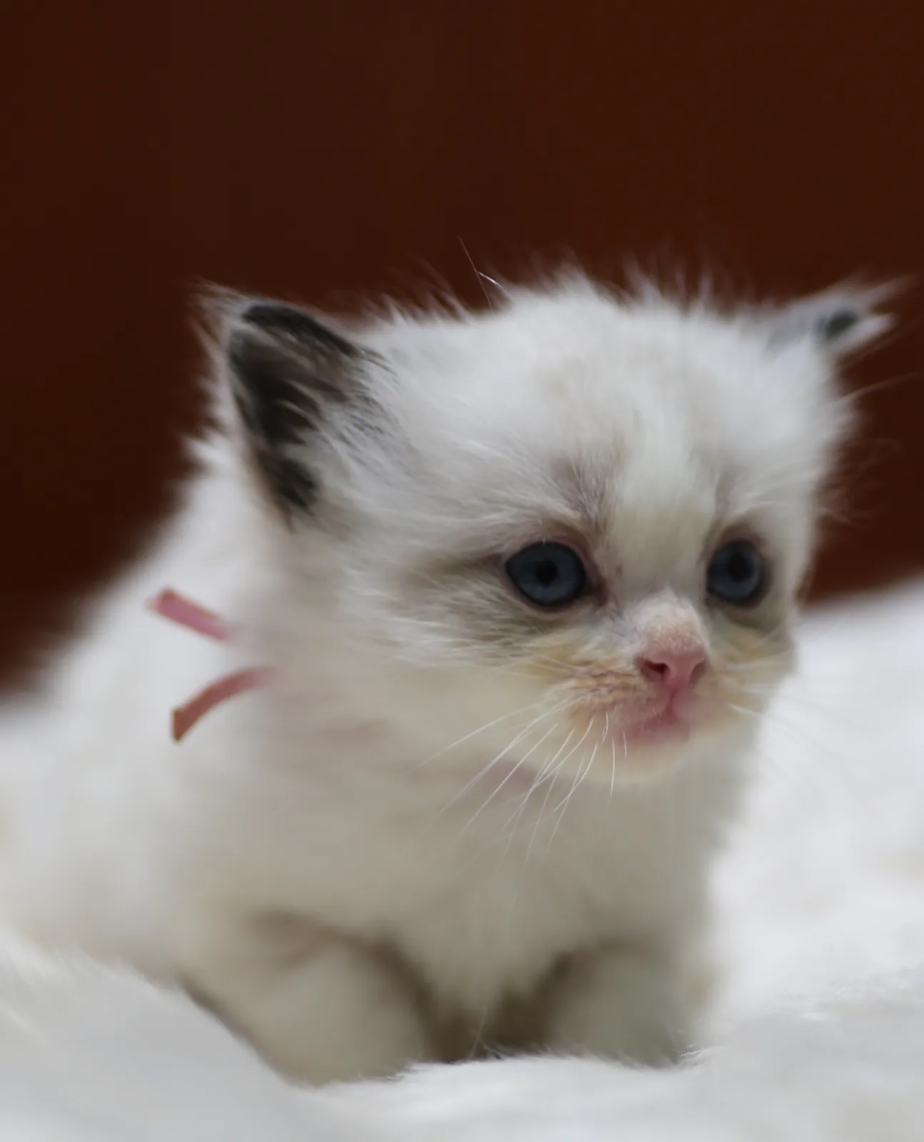 Samwise, Seal Bicolor Ragdoll kitten at Kitten Around Ragdolls in Orangevale, California.