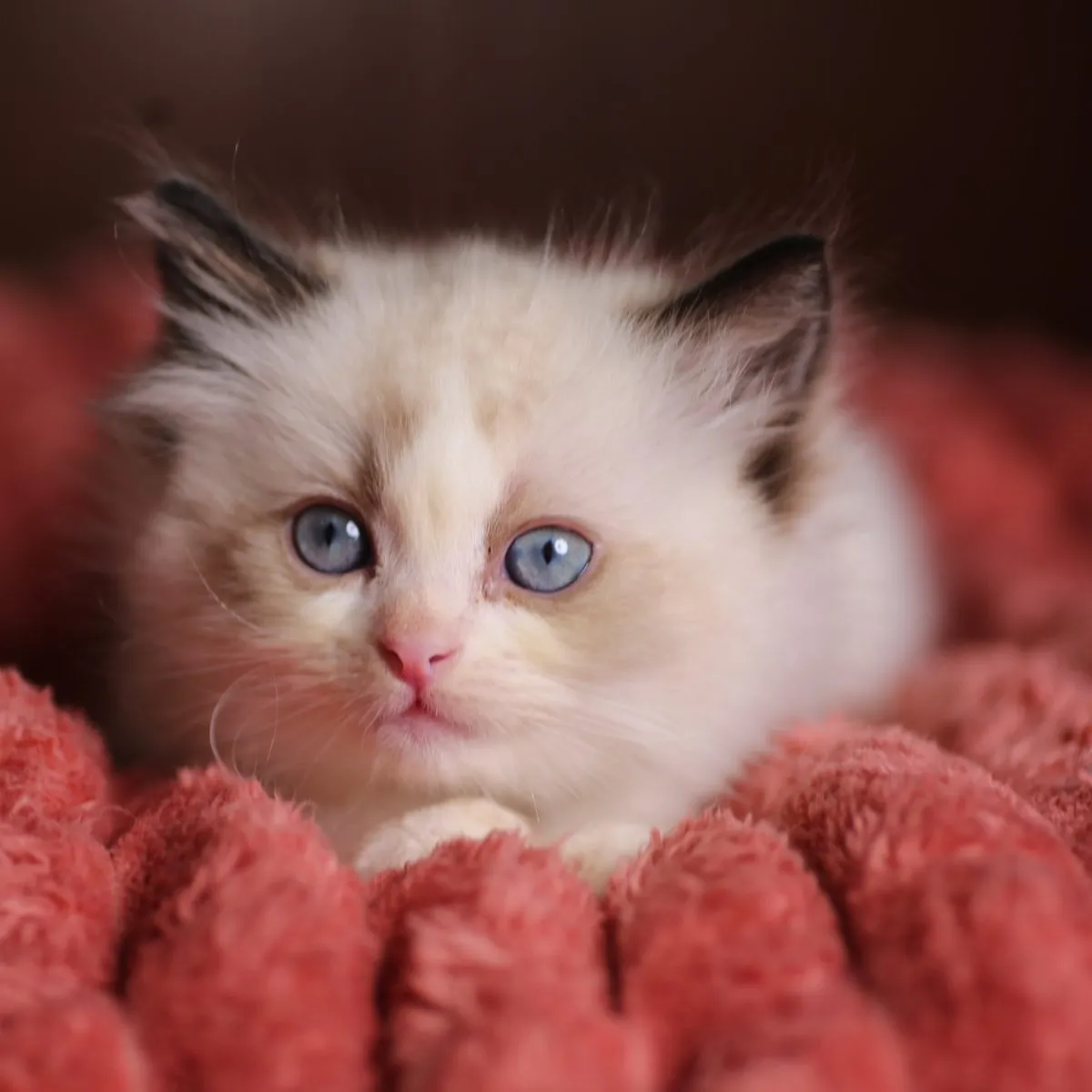 Samwise, Seal Bicolor Ragdoll kitten at Kitten Around Ragdolls in Sacramento, California.