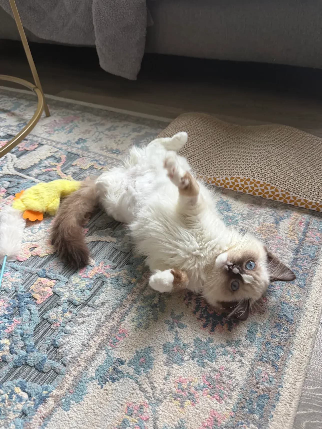 Understanding Ragdoll Temperament: Why They’re the Perfect Family Companion main image