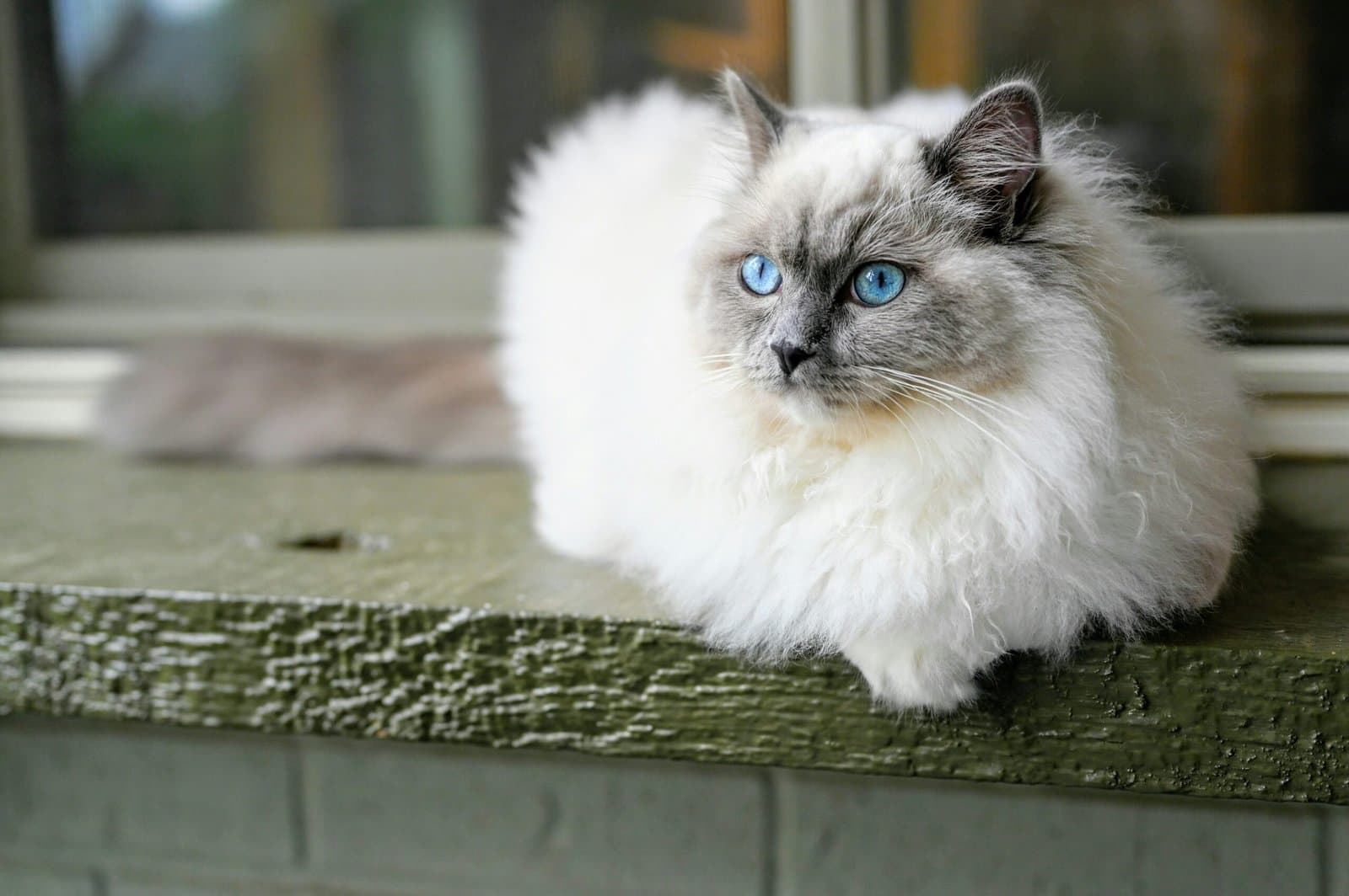 Ragdoll Cat Adoption: Temperament, Ragdoll Cat Care & What to Know main image