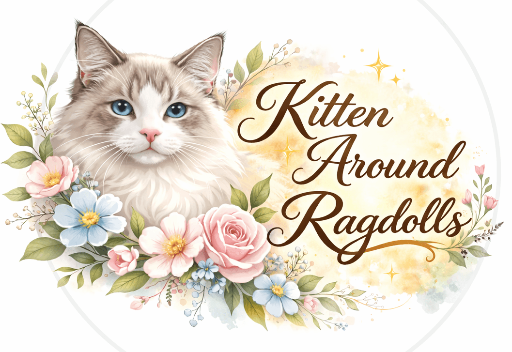 Ragdoll Kittens for Sale in California: What to Look for in an Ethical Breeder main image