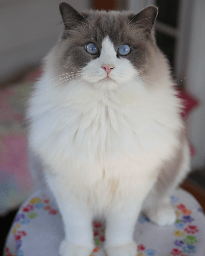 Ragdoll Cat Personality Traits – Is This the Right Breed for You? main image