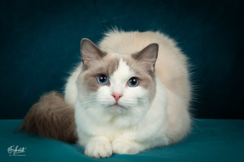 ragdoll-cat-colors-and-patterns
