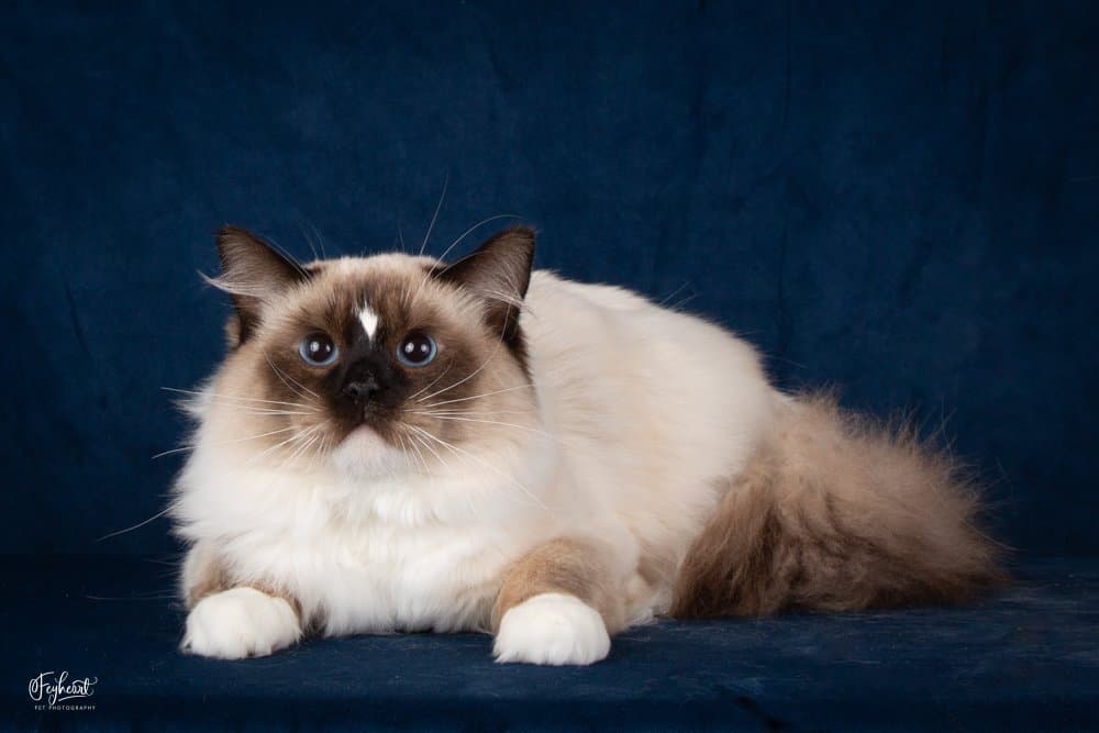 How to Read a Ragdoll Pedigree: Traditional vs. Non-Traditional Cats Explained