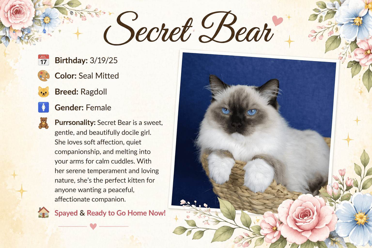Adopting a Retired Ragdoll: A Different Kind of Love Story