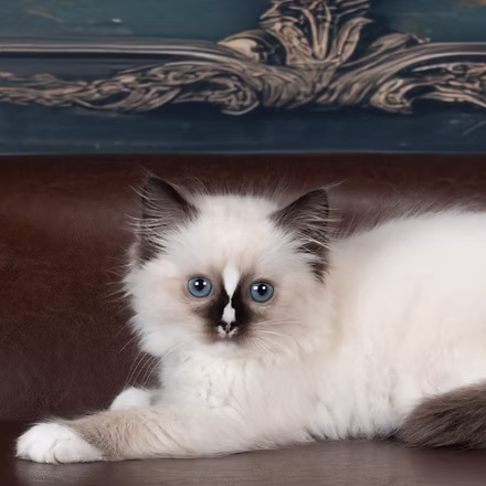 Bedtime Bear , Seal Mitted Ragdoll kitten at Kitten Around Ragdolls in Orangevale, California.