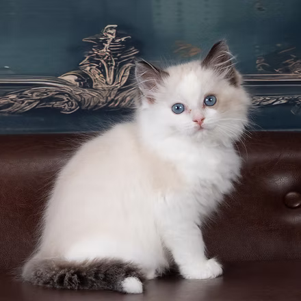 Wish Bear , Seal Bicolor Ragdoll kitten at Kitten Around Ragdolls in Orangevale, California.