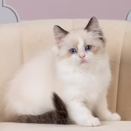 Ross, Seal Bicolor Ragdoll kitten at Kitten Around Ragdolls in Orangevale, California.