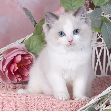 KUROMI , Blue Bicolor Ragdoll kitten at Kitten Around Ragdolls in Orangevale, California.