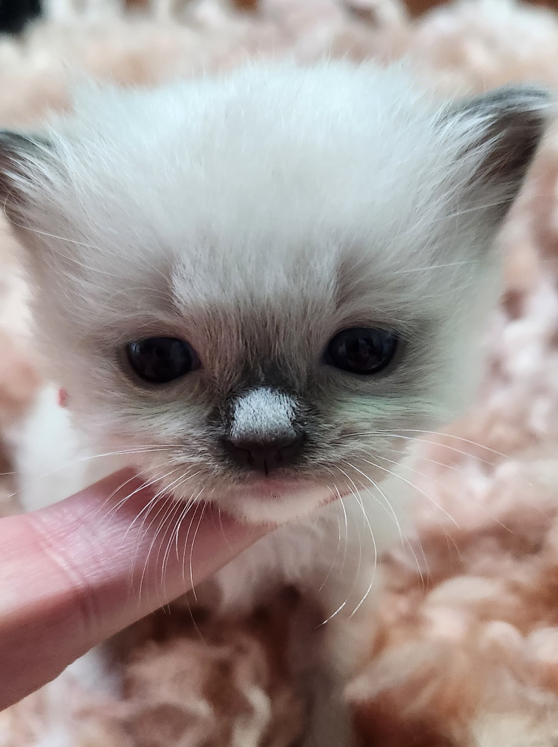 Giles, a Ragdoll kitten from a recent litter, now reserved