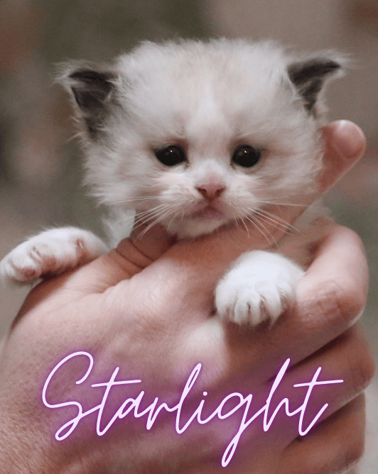 Starlight, Seal Bicolor Ragdoll kitten at Kitten Around Ragdolls in Orangevale, California.
