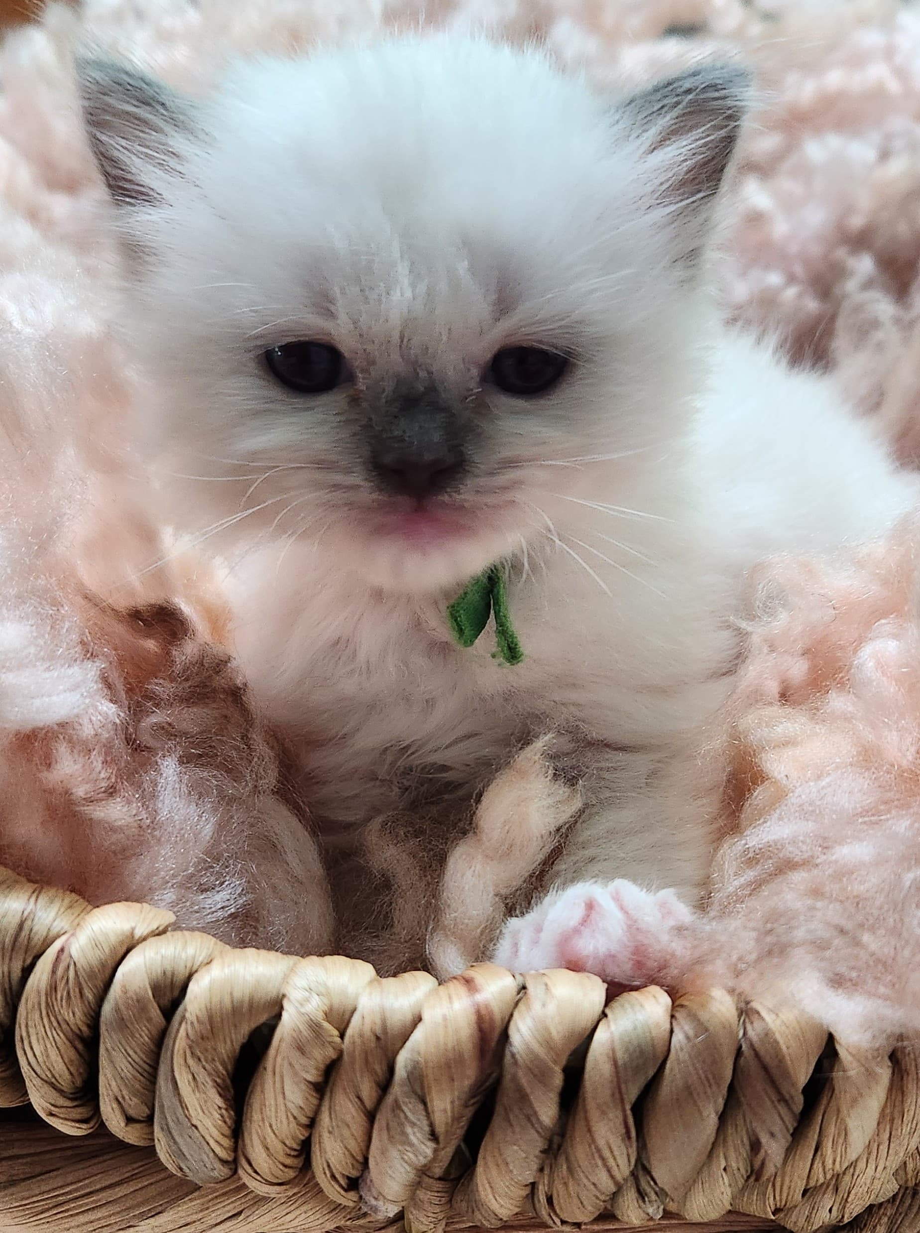Willow, a Ragdoll kitten from a recent litter, now reserved