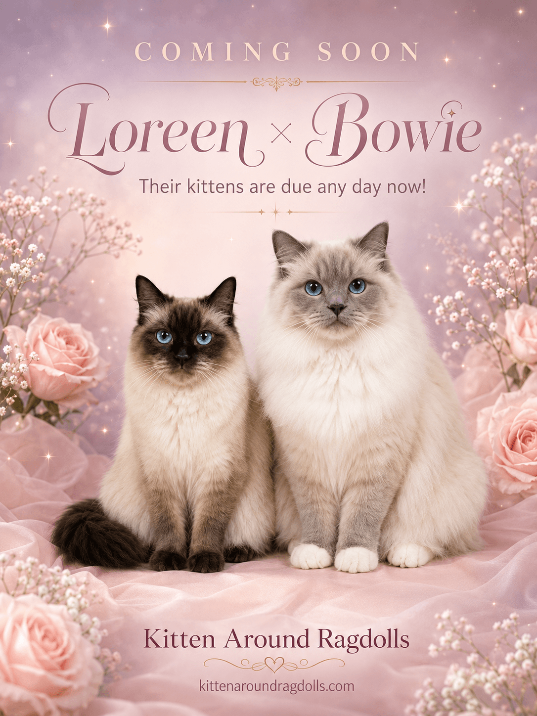 Coming Soon!, Seal or Blue Ragdoll kitten at Kitten Around Ragdolls in Orangevale, California.