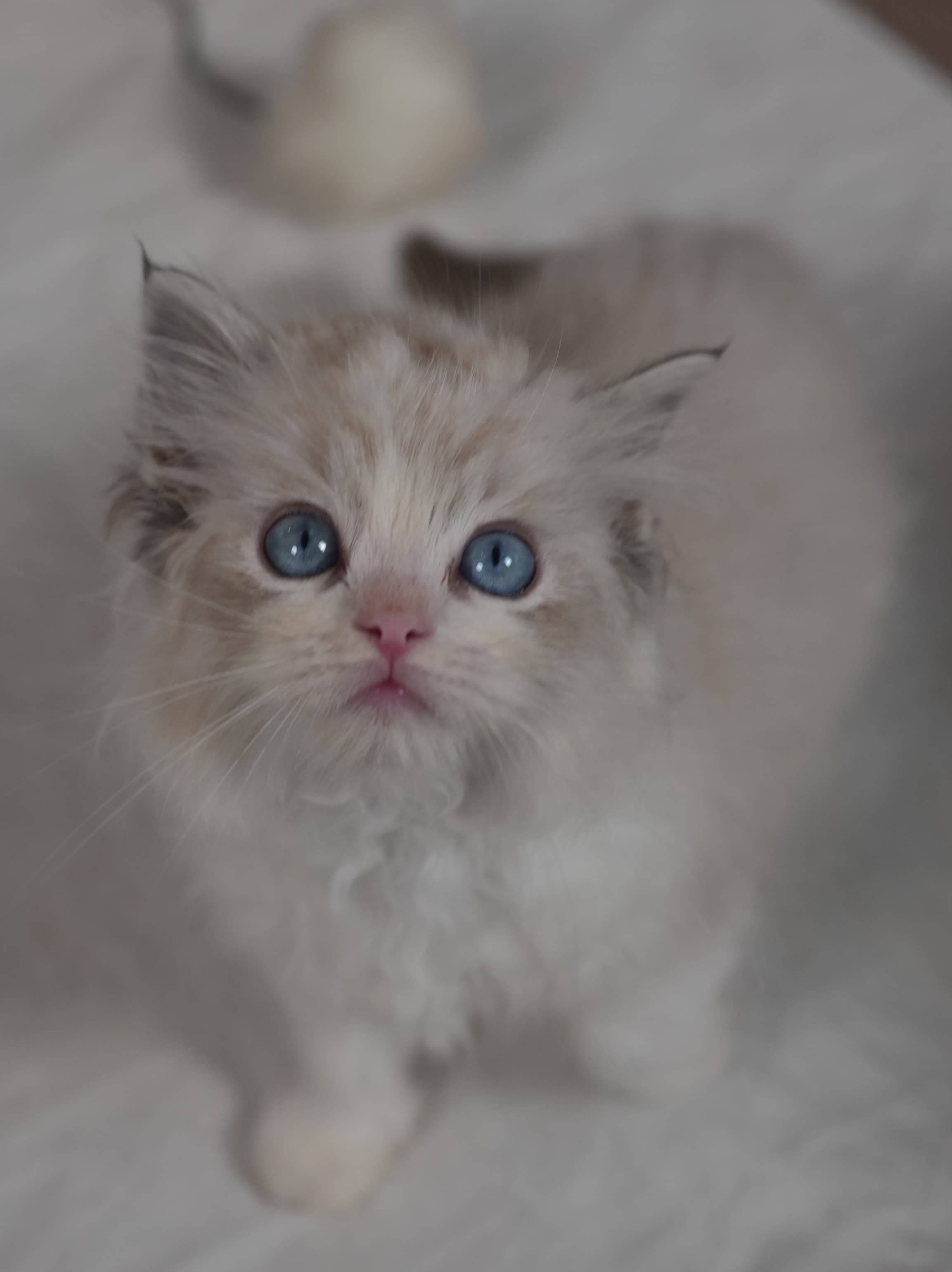 Twinkle, Seal Lynx Bicolor Ragdoll kitten at Kitten Around Ragdolls in Orangevale, California.