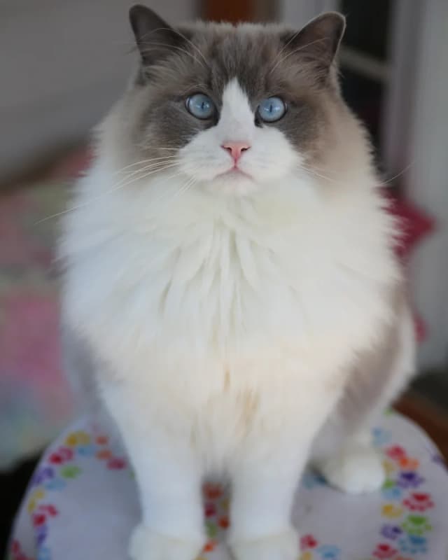 Q Ragdoll History of the Ragdoll Cat – From Josephine to a Beloved Breed | Kitten ...